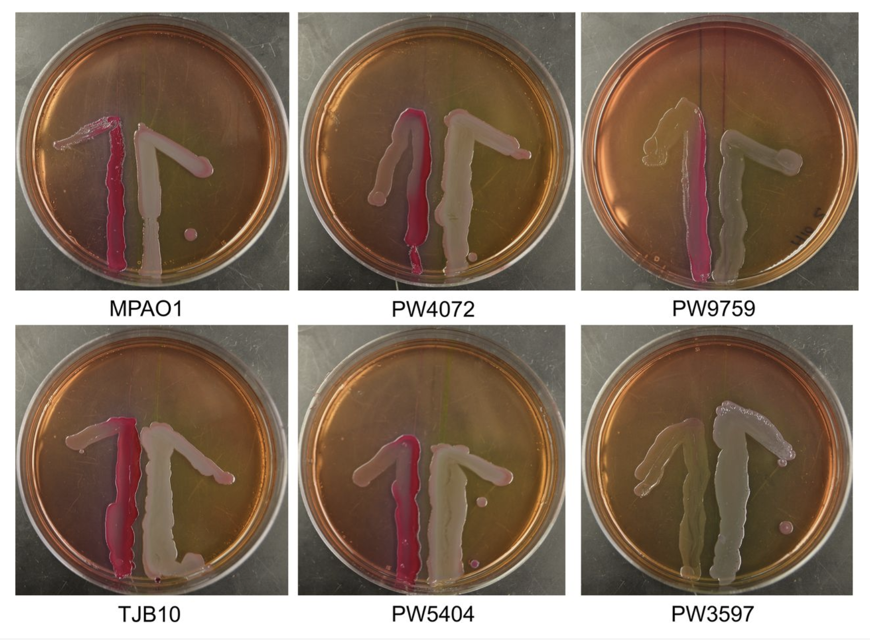 <i>Pseudomonas aeruginosa
            gshA</i>
            Mutant Is Defective in Biofilm Formation, Swarming, and Pyocyanin Production