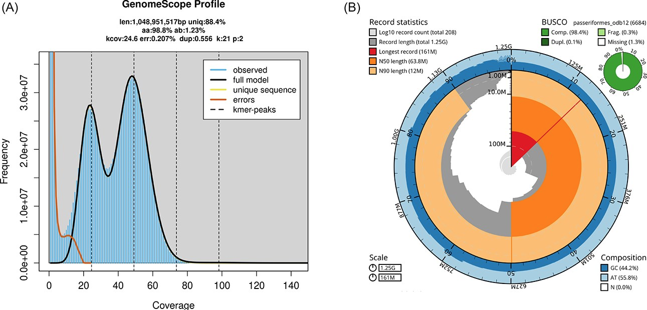 Reference genome of an irruptive migrant, the pine siskin (<i>Spinus pinus</i>)