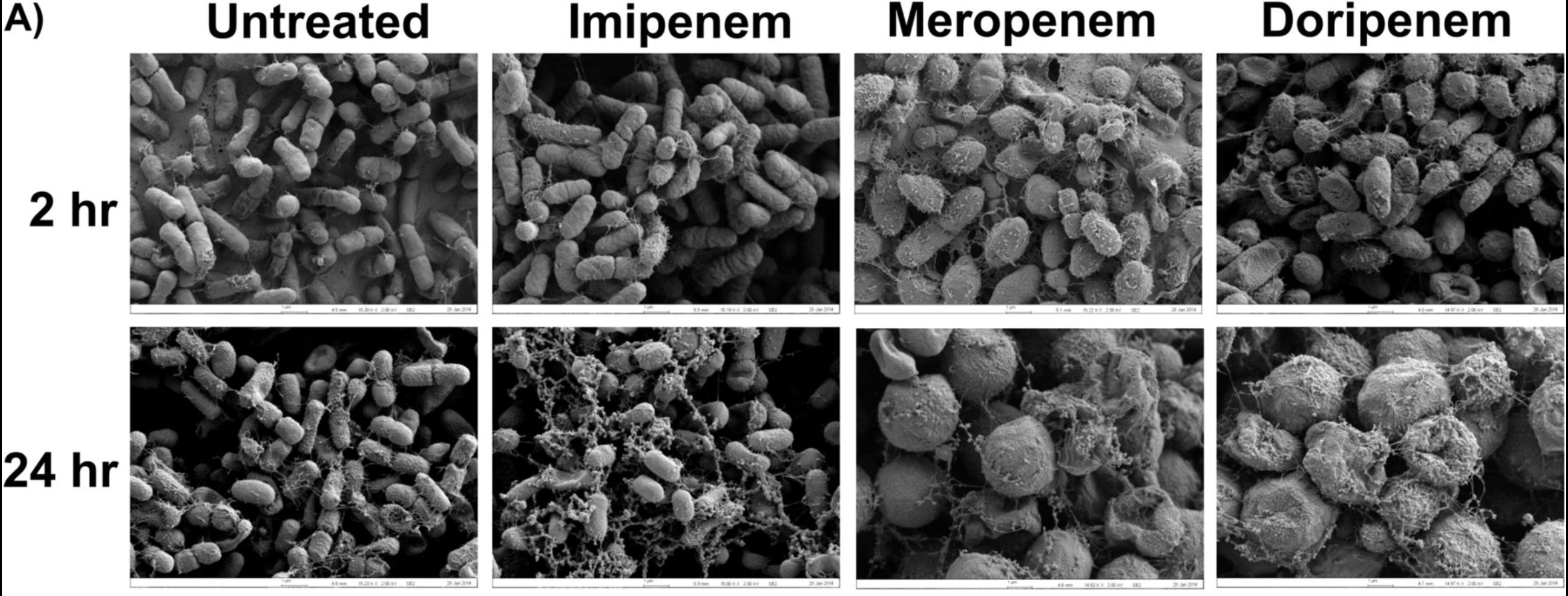Sublethal Concentrations of Carbapenems Alter Cell Morphology and Genomic Expression of <i>Klebsiella pneumoniae</i> Biofilms