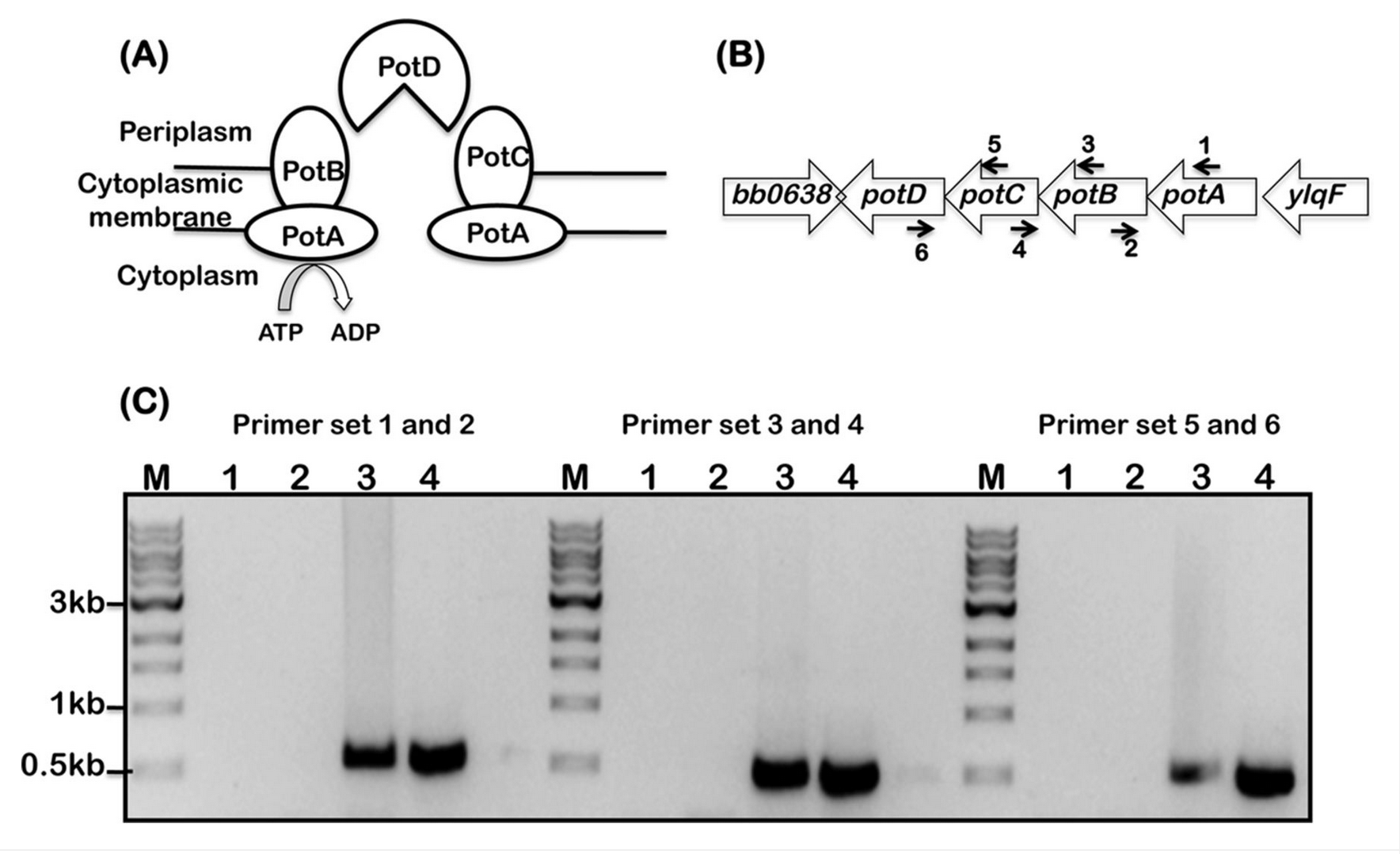 Spermine and Spermidine Alter Gene Expression and Antigenic Profile of <i>Borrelia burgdorferi</i>